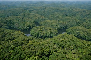 photo of a Brazil, Amazon Rainforests