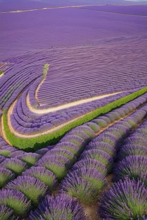 Top-down view of a sprawling lavender field stretching towards the horizon under a Provençal sky, masterpiece, good lighting, 8k, ((summer)), photoreal, rows of fragrant purple blooms swaying in the breeze, wide lens, bokeh.