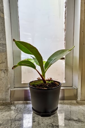 indoors, window, leaf, plant, potted plant, food focus, still life, flower pot, nepenthes,SD 1.5