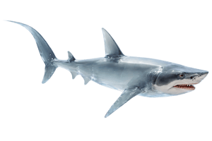 photo of a Great White Shark, a Shark (made_of_ice:1.3), in a water, modelshoot style, photo of the most beautiful artwork in the world, High Detail, Sharp focus,in the middle, full body, (closeup), best quality, glass art, magical holographic glow,x-ray, transparent background,  PNG Game Assets and 3D Item Designs