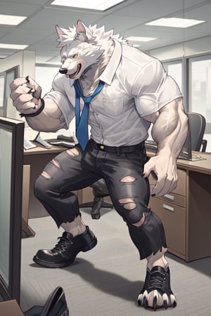 anthro,veiny muscular,adult,white wolf,male,transform,wear ripped work uniform,ripped black pants,ripped shoes,animal hands,animal feet,office background