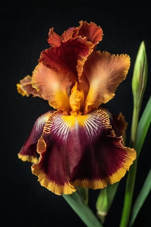 A beautiful Red with yellow center iris view from above with a black background