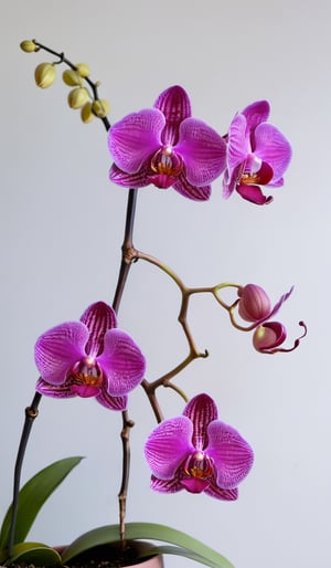 a close-up shot captures a variety of orchids in a pot. The orchid in the foreground is a vibrant shade of purple, while the orchid on the left is a lighter shade of pink. The flower in the middle is a deep red, with a few wispy petals that are protruding from the center of the petals. The petals are outlined in a diamond shape, adding a pop of color to the scene. To the right, another orchid with a bright yellow hue is visible. The pot is a light blue, and is placed on the ground, with dried leaves and twigs sticking out of it. In the background, a white wall can be seen.