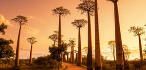 Madagascar, baobab, outdoors, sky, cloud, tree, no humans, scenery, sunset, fence, lamppost, orange sky, yellow sky,