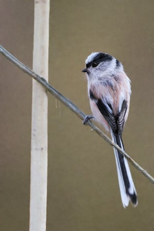 Long-tailed Tit, 1 bird, white body, up shot