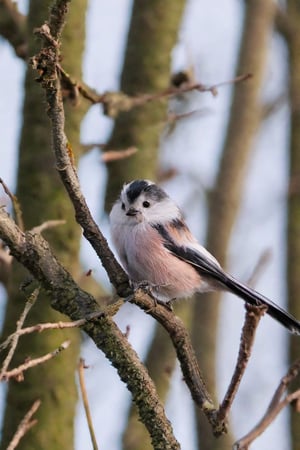 Long-tailed Tit, 1 bird, white body, up shot