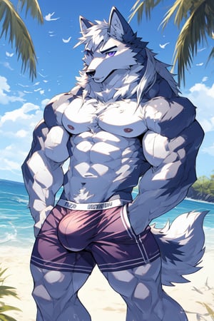 good_anatomy solo, long hair, animal ears, wolf_ears, purple eyes,tail, white hair, male focus,wolf_tail, muscular,furry, furry male, white fur, wolf boy, full_body,purple_boxer_shorts,Beautiful Beach, stading, bulge,underwear_bulge, mouth_open, cum_in_chest