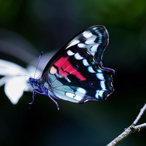 (black butterfly, butterfly with futuristic colors, extremely detailed texture, ultra-realistic, photorealistic, cinematographic, leaves, branch, futuristic, cyberpunk)