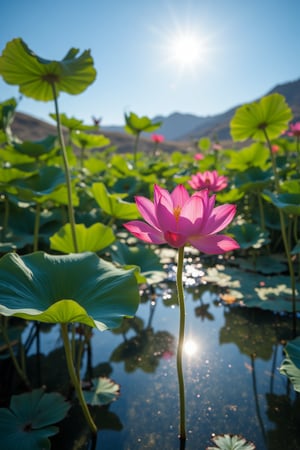 Beautiful Lotus pond in midst of a Desert, the shot showcasing delicate details of the lotus petals and leaves. Water reflects the sun and the blue sky clearly. Masterpiece, best image, best quality, 8K UHD.