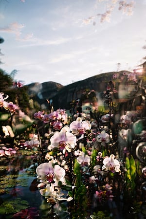 nature background, landscape, distortion, blur, meme, dreamcore, desaturation , brightness, chromatic distortion,analog photography, camera lens distortion, fantastic, daydream, liminal spaces, dreams, realistic nature, analog record, orchids