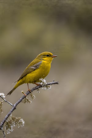 This image captures a moment of natural beauty, featuring a vibrant yellow bird perched on a slender branch. The bird's plumage is a radiant shade of yellow, with hints of gray on its wings and back. Its beak is sharp and pointed, suggesting it might be a species that feeds on insects or small fruits. The bird's eye is alert and focused, possibly scanning the surroundings for potential threats or food sources.

The branch it's perched on is delicate and thin, with a few budding leaves or flowers emerging, indicating that it might be early spring or late winter. The branch is adorned with small droplets of water, which glisten in the soft light, adding to the serene ambiance of the scene.

The background is blurred, creating a bokeh effect that emphasizes the bird and the branch. The warm, golden hues of the light suggest either dawn or dusk, a time when the sun casts a soft, diffused light that enhances the colors and textures in the scene. The overall mood conveyed by the image is one of tranquility and natural elegance.