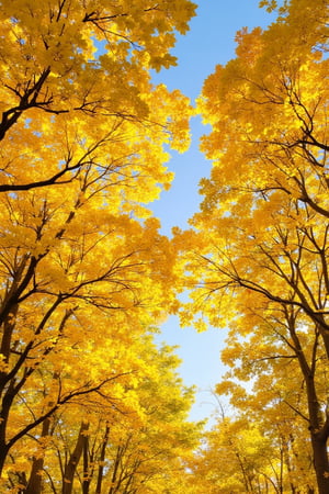 Ultra HD photography of golden ginkgo trees in Taibaru District, showcasing the vibrant yellow leaves against a clear blue sky. The composition frames the trees with their branches reaching out, creating a canopy of golden foliage. The lighting is natural, with the sun casting warm, soft light through the leaves, enhancing their rich color. The ground is covered in a blanket of fallen ginkgo leaves, adding texture and depth to the scene. The shot captures the beauty of autumn, with every detail rendered in ultra HD clarity, highlighting the intricate patterns and vibrant hues of the ginkgo trees.