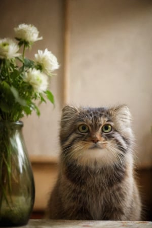 looking at viewer, green eyes, flower in vase backdrop , indoors, blurry, siberian cat, realistic, lamp, animal focus,  