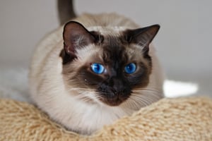 Siamese cat, blue eyes, peeking out, attentive look