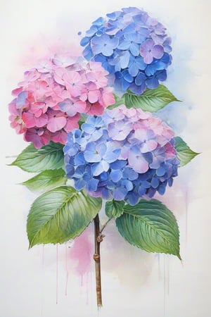 Hydrangea flowers of purple, pink, blue colours, Loose brush strokes dominate the composition, as Windsor and Newton colours blend and bleed across cold pressed white paper. delicate features are rendered with a Mob brush, while sketch -like details are captured with a small pointed brush. Background is painted roughly creating grunge texture . Use wet on wet and dry brush techniques. Overlapping layers,Colours blending should be unpredictable spreading to all directions.