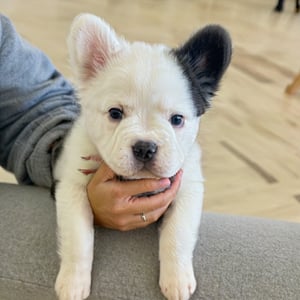 white little puppy with black one ear,stains, black stain in one ear