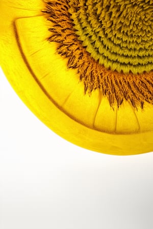 Close-up shot of a vibrant yellow object, like a sunflower or a smiley face, against a clean white background. Softbox lighting with a slight yellow tone, creating a warm and inviting atmosphere. The subject is centered, filling the frame, with gentle shadows defining its contours.