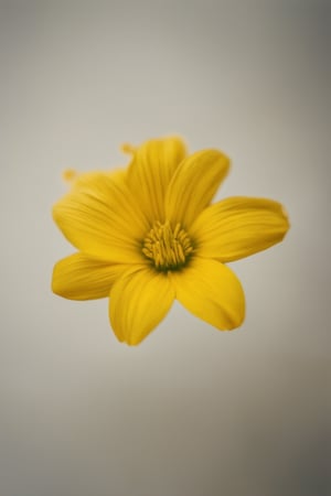 A close-up shot of a small, delicate yellow flower with petals folded inward, set against a soft white background. The warm yellow tone is the main subject's color, with gentle highlights and subtle shading to create depth. A shallow focus blurs the surrounding area, drawing attention to the intricate details of the flower.