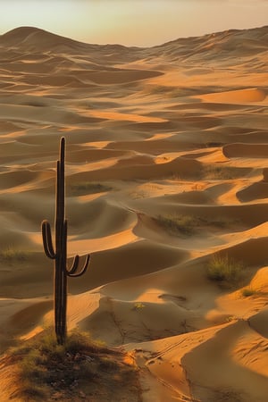 A sweeping desert landscape at sunset, with golden sand dunes stretching towards a fiery orange horizon. A lone cactus stands tall in the foreground, its spines glistening like tiny jewels in the fading light. The sky is ablaze with hues of saffron and amber, as the setting sun casts long shadows across the arid terrain.