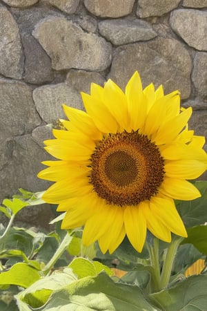 Vibrant yellow hues dominate a photograph of a bright sunflower, its petals unfolding like a smile. The warm light of late afternoon casts a golden glow on the surrounding foliage, with soft shadows defining the delicate curves of each petal. A simple stone wall provides a subtle texture contrast in the background, grounding the vibrant yellow subject.