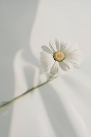 A still life photograph of a single flower placed delicately on a soft, white background, with subtle shadows and gentle highlights accentuating its petals. The camera frames the flower centrally, with negative space surrounding it to emphasize its beauty. Soft, warm lighting illuminates the subject, creating a sense of serenity.