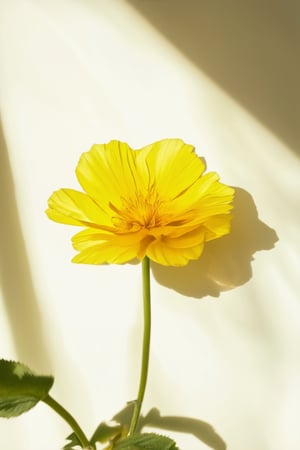 A close-up shot of Solak's vibrant yellow petals radiating against a soft, creamy white background. Warm sunlight casts a gentle glow, accentuating the delicate texture and subtle ridges on each petal. The framing focuses on the center of the bloom, with the surrounding leaves blurred to emphasize its stunning color.