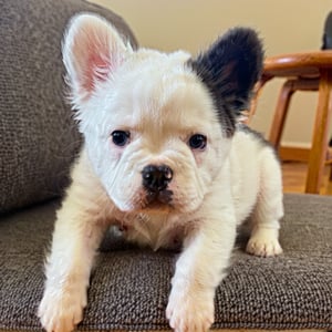 white little puppy with black one ear,stains, black stain in one ear, one ear black, one ear white, 4k, basic shading