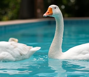 White Roman geese playing in the swimming pool