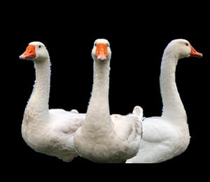 a collage of five geese are displayed against a black backdrop. The geese, each with a unique body and head, are positioned in a way that creates a striking contrast to the black background. The duck's eyes are a striking orange, while the duck's body is a lighter shade of white, with a black stripe running down its side. The goose's beak is a darker shade of orange, adding a pop of color to the scene.