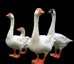 a collage of five geese are displayed against a black backdrop. The geese, each with a unique body and head, are positioned in a way that creates a striking contrast to the black background. The duck's eyes are a striking orange, while the duck's body is a lighter shade of white, with a black stripe running down its side. The goose's beak is a darker shade of orange, adding a pop of color to the scene.