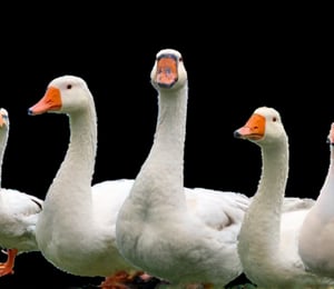 a collage of five geese are displayed against a black backdrop. The geese, each with a unique body and head, are positioned in a way that creates a striking contrast to the black background. The duck's eyes are a striking orange, while the duck's body is a lighter shade of white, with a black stripe running down its side. The goose's beak is a darker shade of orange, adding a pop of color to the scene.