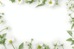 white solid plain background with daisy and green leaves on borders