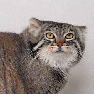 Chubby pallas's cat,funny face Grimacing,Cats on the prowl for prey,
showing tiredness or contentment,4K HD hi-res photo,realistic Hasselblad photography,natural light,white background,aw0k cat