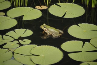 small still body of water surrounded by reeds lily pads and the occasional frog