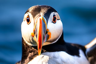 A majestic Atlantic Puffin in mid-air, wingtips tucked, as it expertly navigates its descent over a vibrant blue ocean with a catch, ((facing the camera)) as sunlight dancing across its feathers. Framed by a shallow depth of field, the puffin's face is sharply focused, bright eyes and beak stark against the soft, feathery plumage. The NIKON D500 captures every detail with photorealistic precision, as if suspended in time at 1/5000th of a second, f/5.6, ISO 1250.