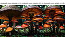 (best quality,4k,8k,highres,masterpiece:1.2),ultra-detailed,realistic, colorful mushrooms, close up, macro photography, vibrant colors, intricate patterns, magical forest theme, dreamlike atmosphere, soft lighting, bokeh, surreal art style <lora:add_more_details_v3:0>