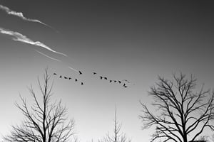 An abstract, minimalist line sketch of a few leafless tree silhouettes being blown sideway by an extremely strong wind, while a flock of bird fly overhead, photo
