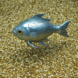 tripod fish
