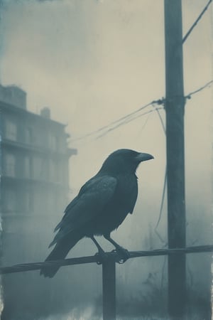 distressed cyanotype, bird silhouette, raven, open wings, sitting on power lines, foggy city background
