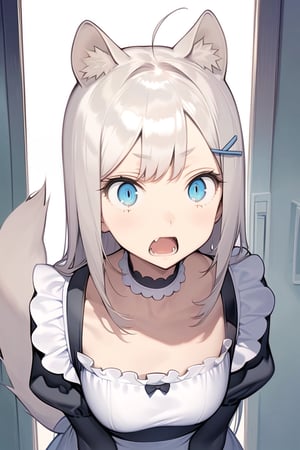  {{{masterpiece}}}, {{{best quality}}}, {{ultra-detailed}}, {beautiful detailed eyes}, 1girl, solo,  ((white hair)), very long hair, blue eyes, (straight hair), (bangs), animal ears, (stoat ears:1.2), Choker, ahoge, fang, (big stoat Tail:1.2), (blue X hairpin), (cute maid outfit), shocked ,girl ,aesthetic,Eyes