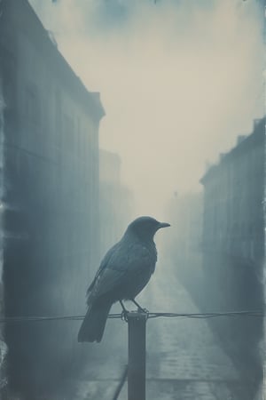 distressed cyanotype, bird silhouette, open wings, sitting on power lines, foggy city background