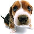 ElPerro avatar on Tensor.Art