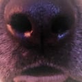 PlagueDogAD avatar on Tensor.Art