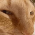 Censored cat avatar on Tensor.Art