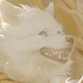 鹿鹿鹿 avatar on Tensor.Art