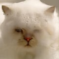 ZEUS-ONL avatar on Tensor.Art