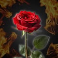 Ashes823 avatar on Tensor.Art