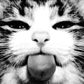 breezy avatar on Tensor.Art