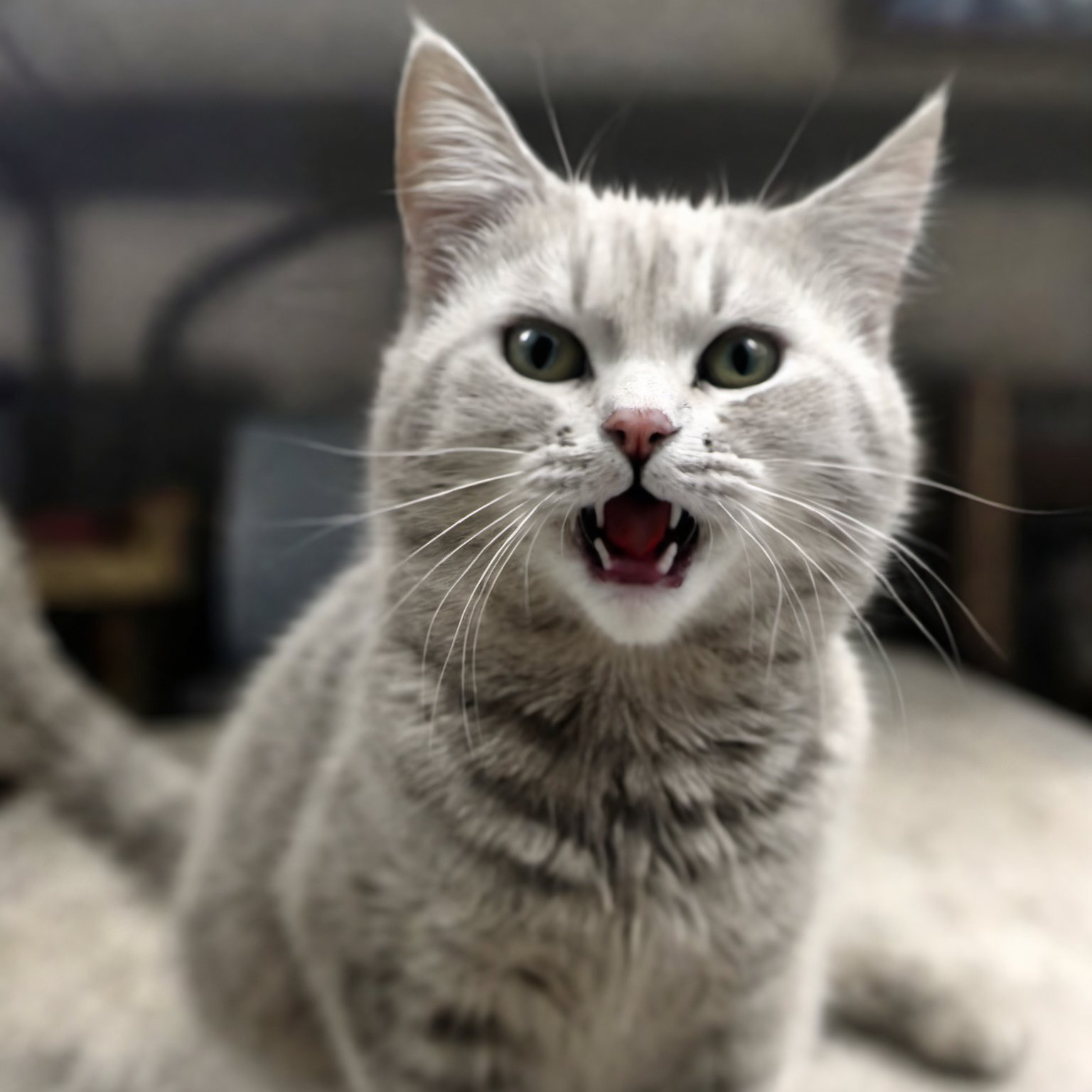 smirk, Light, Viking Warrior Cat with Jagged ears, Hurricane, Panorama, stylized by Thomas Leuthard, Surprising, monotype, Depth of field 270mm, aw0k cat