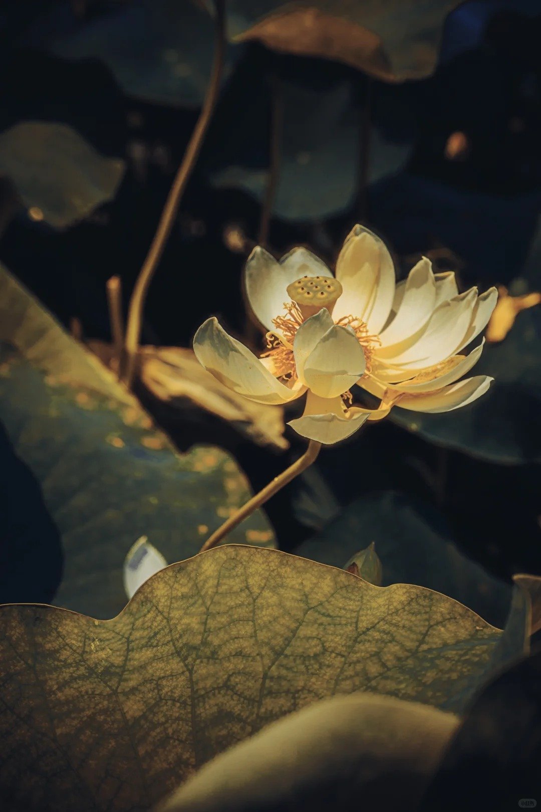 AI generated image by 小纸条 on Tensor.Art